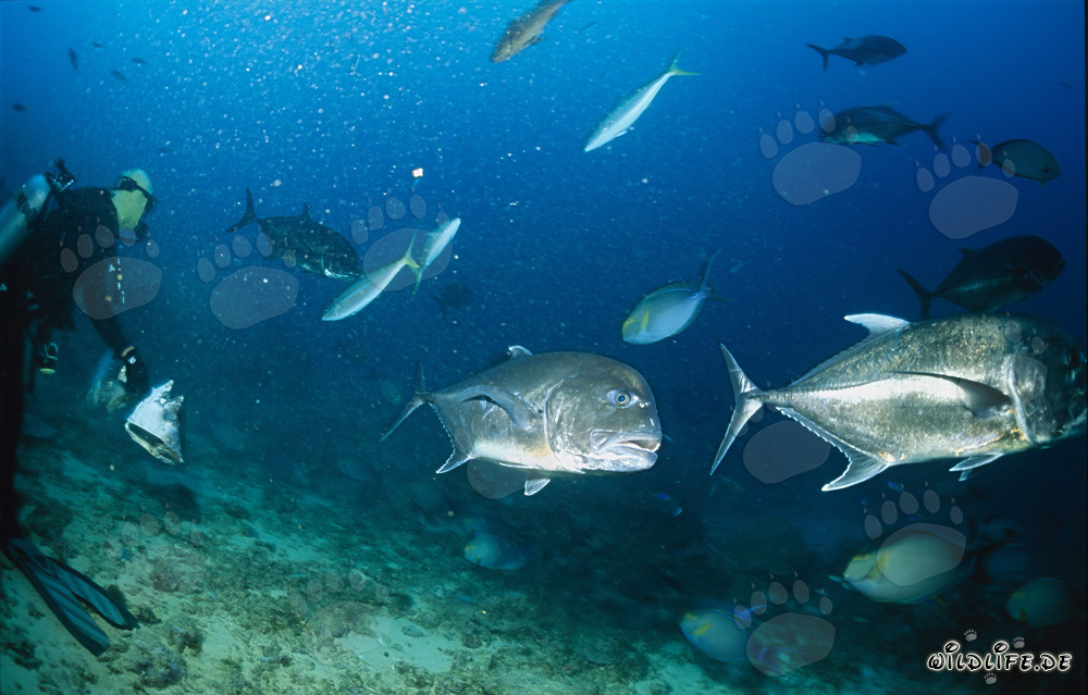 Pez limón - Majestuoso Caranx ignobilis nadando frente a los buceadores
