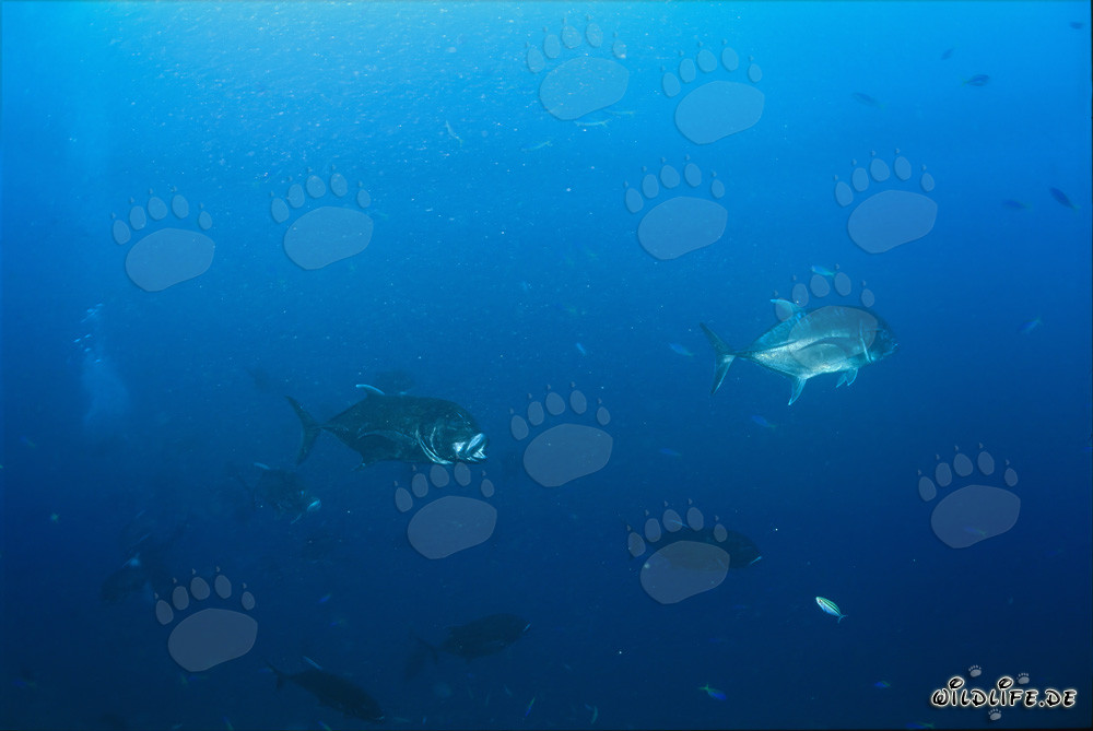 Giant Trevally in the open waters of Beqa Lagoon
