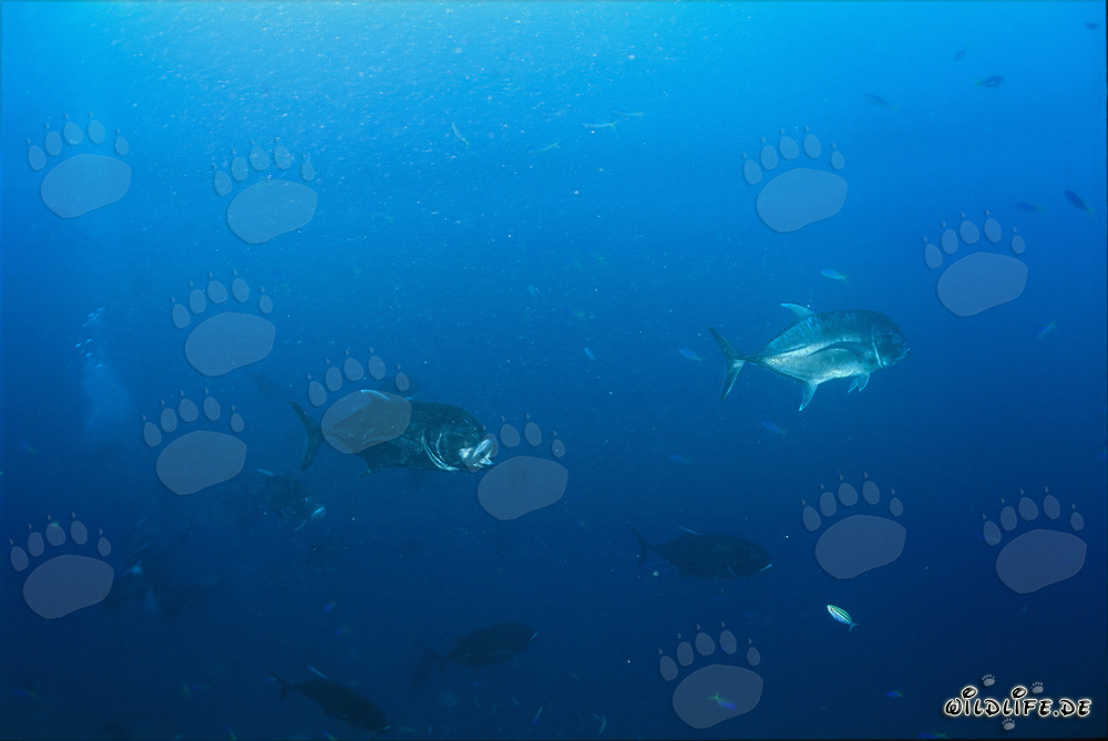 Gigantischer Dickkopf-Makrele in der Beqa Lagune