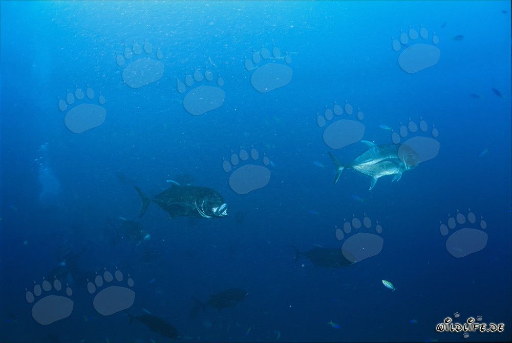 Jurel gigante en el lago de Beqa