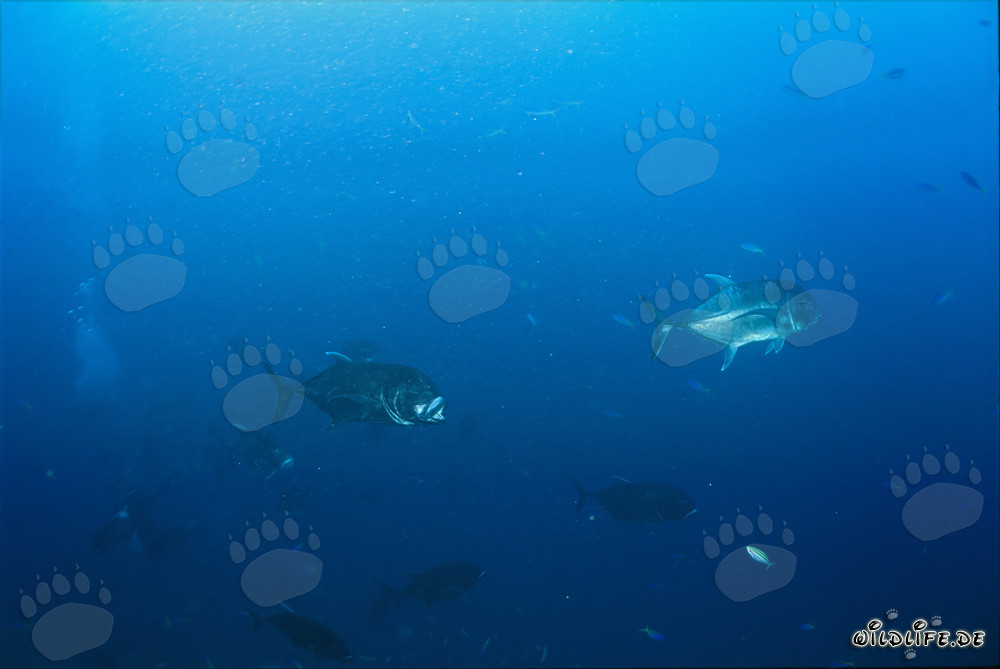 Mérou géant à tête plate dans le lagon de Beqa