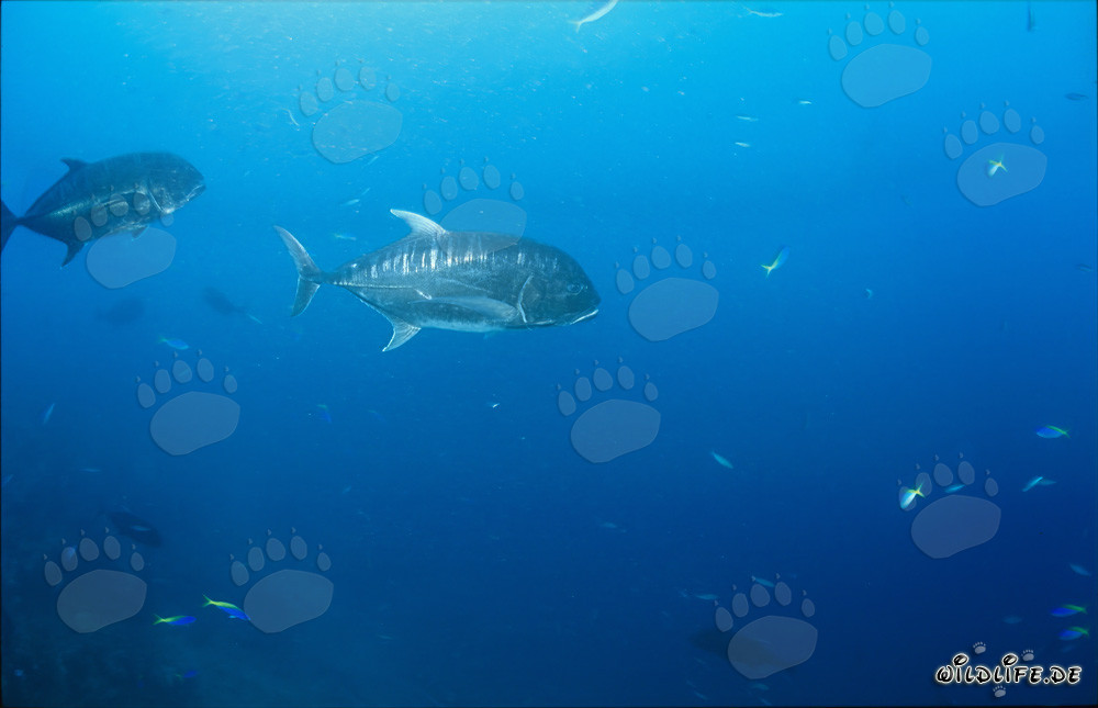 Los gigantescos Carangidos se alejan elegantemente del arrecife
