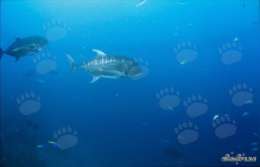 I giganteschi Carangidi si allontanano elegantemente dalla barriera corallina