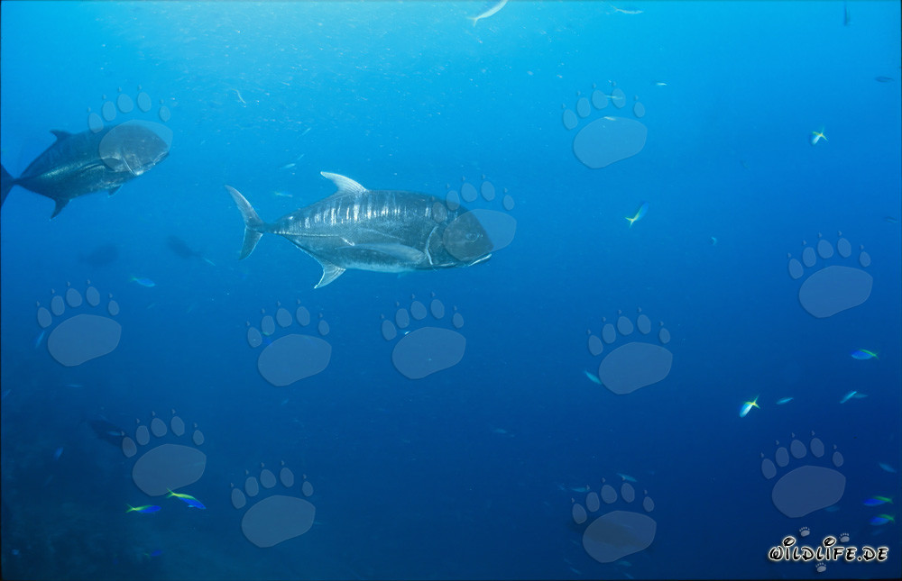 Gigantische Trevally entfernen sich elegant vom Riff