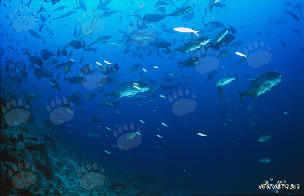 Gigantesco Caranx ignobilis in un'imponente aggregazione di pesci