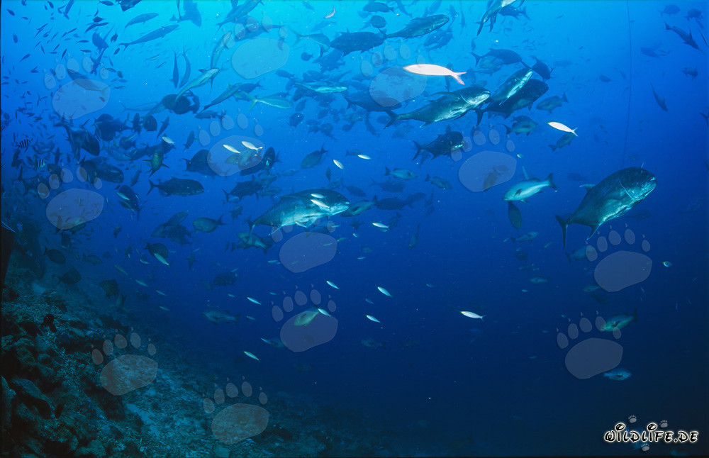 Gigantesco Caranx ignobilis en una impresionante agrupación de peces