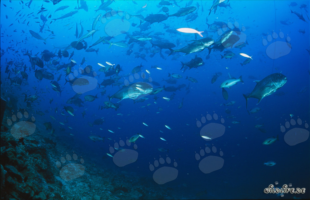 Gros Caranguier à grosse tête dans une impressionnante banc de poissons