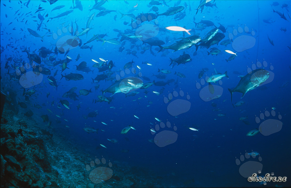 Gigantischer Dickkopf-Makrele in imposanter Fischansammlung