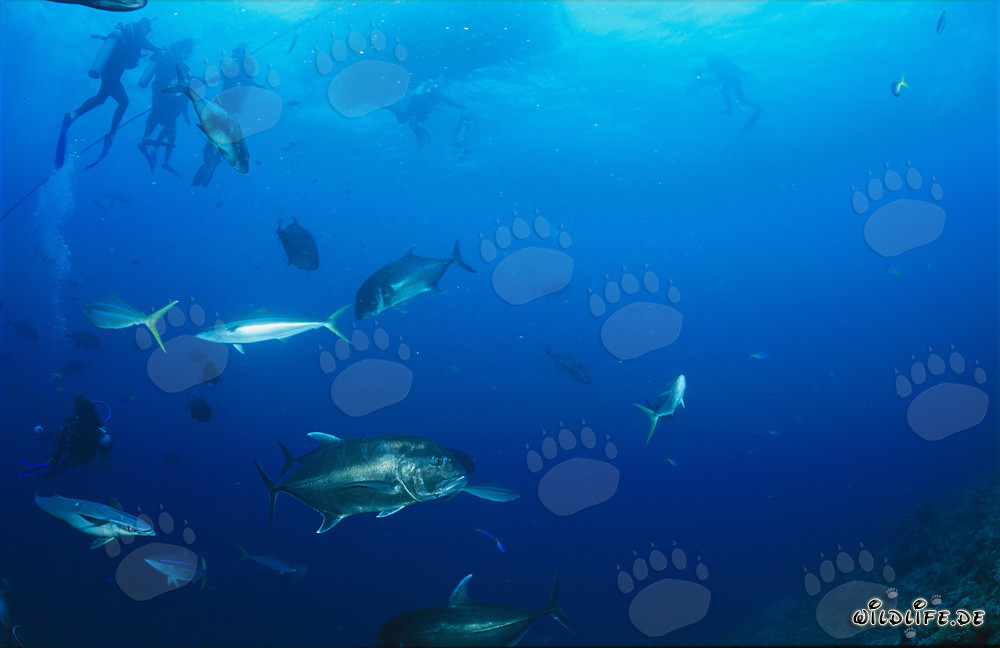 Fascinante Giant Trevally, otros habitantes marinos y valientes buceadores