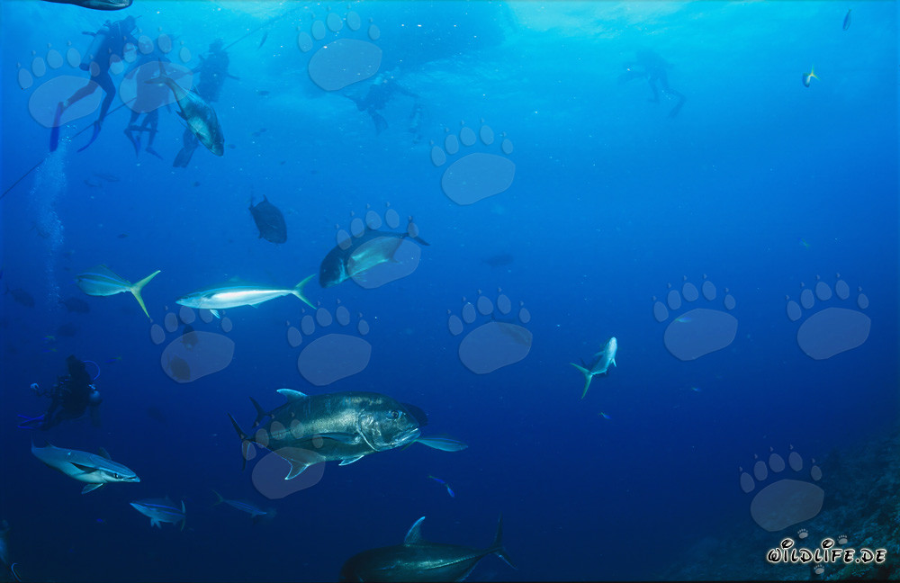 Fascinating Giant Trevally, other sea creatures, and brave divers
