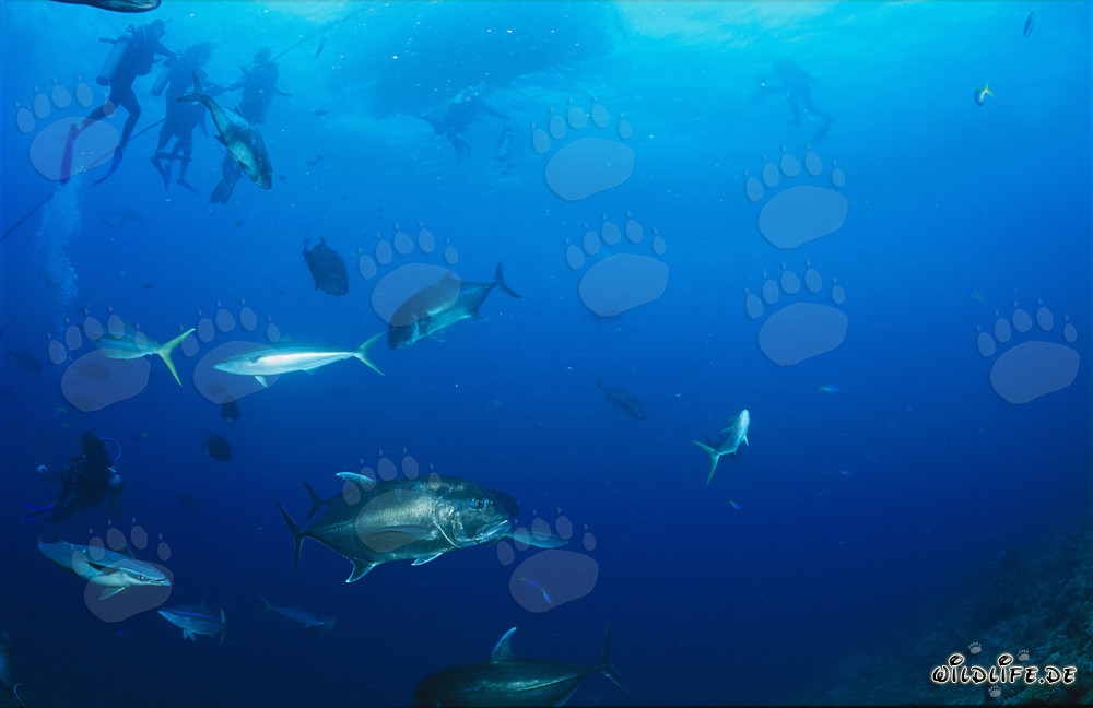 Géant fascinant Trevally, autres habitants marins et plongeurs courageux