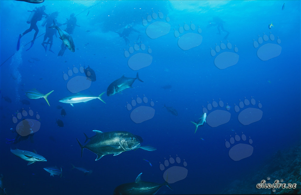 Fascinante Giant Trevally, altri abitanti marini e coraggiosi subacquei
