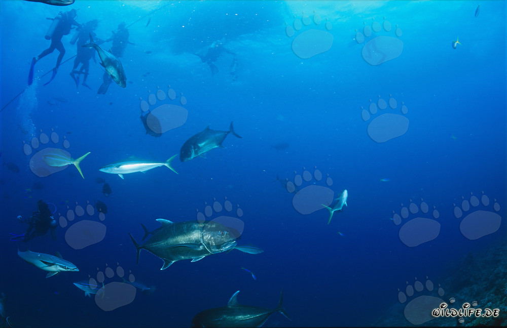 Faszinierender Giant Trevally, weitere Meeresbewohner und mutige Taucher