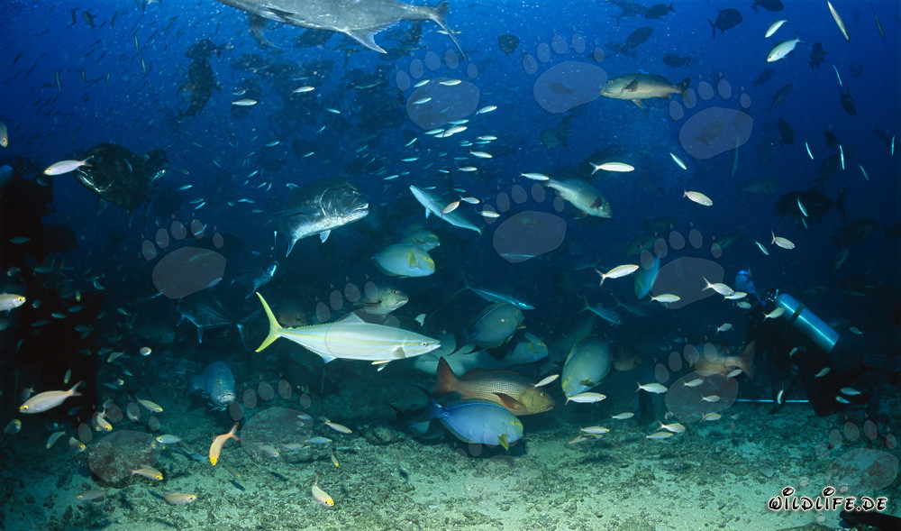 Bunt gemischte Fischvielfalt am Shark Reef
