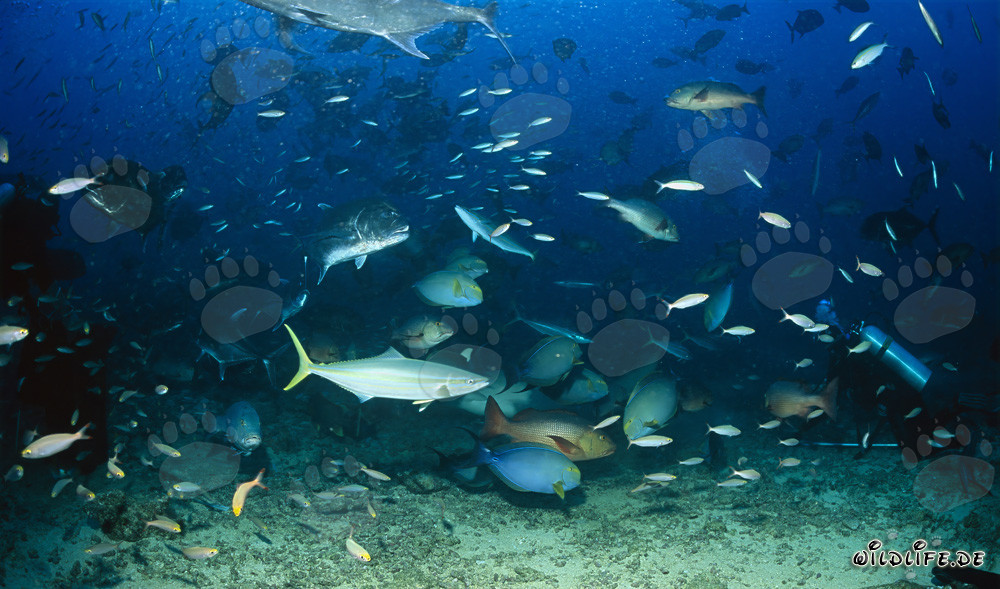 Colorful Variety of Fish at Shark Reef