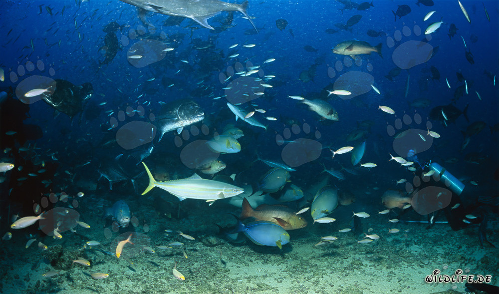 Variedad colorida de peces en el Shark Reef