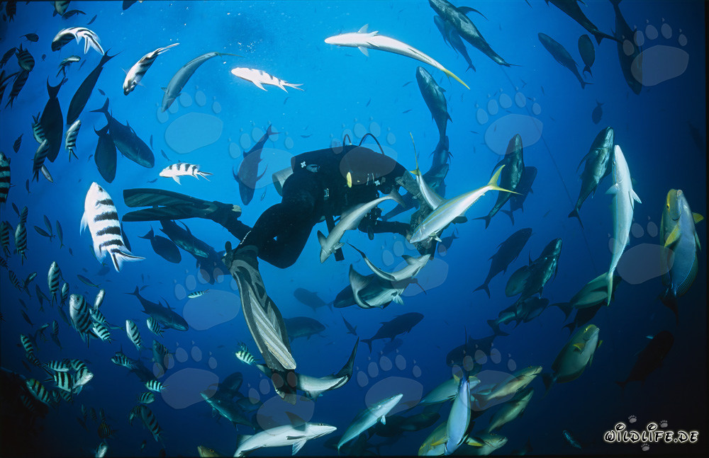 Diver surrounded by a variety of exotic coral fish in Beqa Lagoon, Fiji