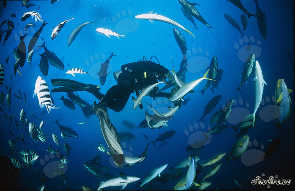 Plongeur entouré d'une variété de poissons coralliens exotiques dans le lagon de Beqa, Fidji