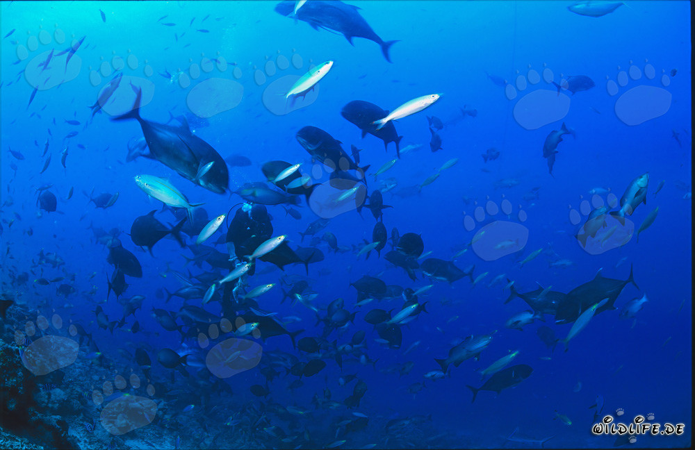 Fascinating Underwater World: Diver Surrounded by Colorful Fish