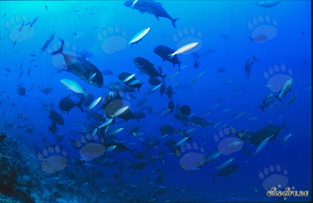 Monde sous-marin fascinant : plongeurs entourés de poissons colorés