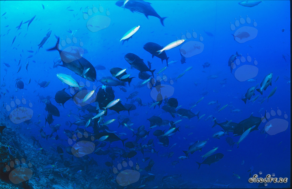 Faszinierende Unterwasserwelt: Taucher umgeben von farbenfrohen Fischen
