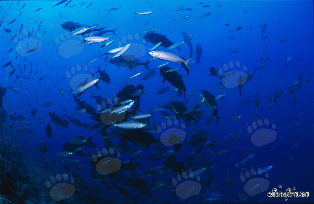 Buzo rodeado de una gran diversidad de peces coloridos en Beqa Lagoon, Fiyi
