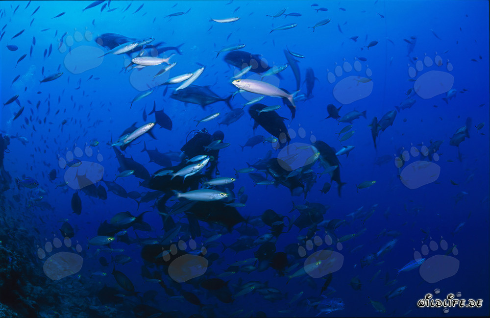 Diver surrounded by colorful variety of fish in Beqa Lagoon, Fiji