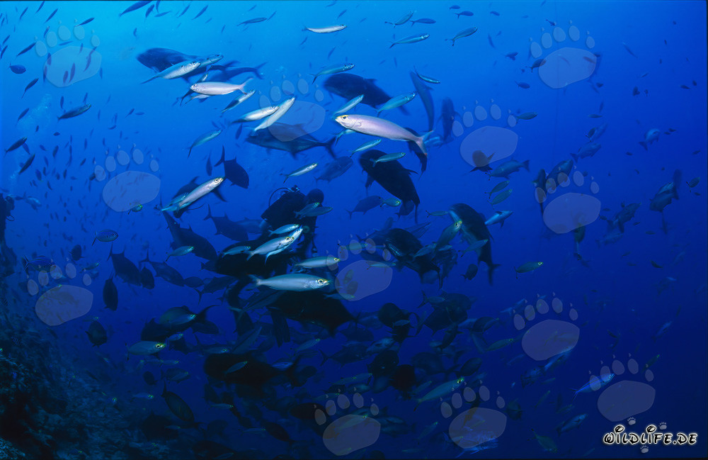 Plongeur entouré d'une grande diversité de poissons colorés à Beqa Lagoon, Fidji