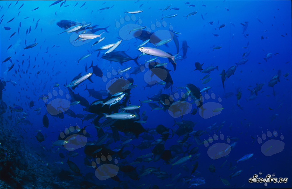 Taucher umgeben von farbenfroher Fischvielfalt in Beqa Lagoon, Fiji
