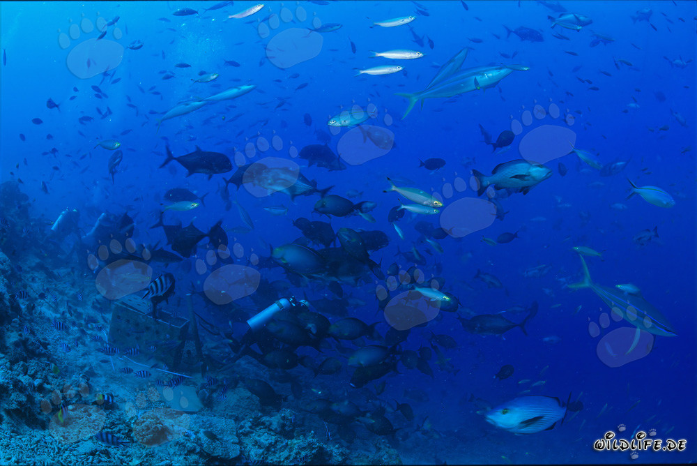 Diversidad colorida de peces en Shark Reef en Fiji