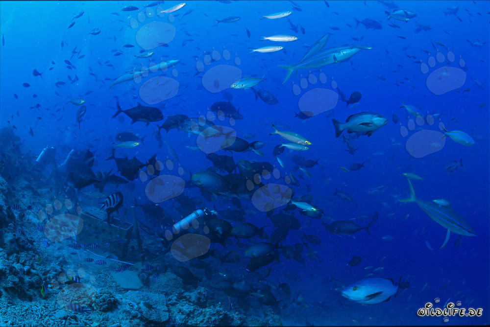 Diversité colorée des poissons au Shark Reef à Fidji