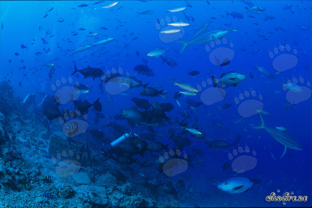 Bunte Fischvielfalt am Shark Reef in Fiji