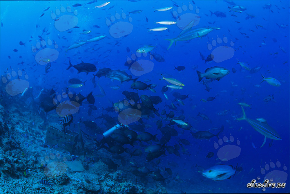 Colorful Fish Diversity at Shark Reef in Fiji