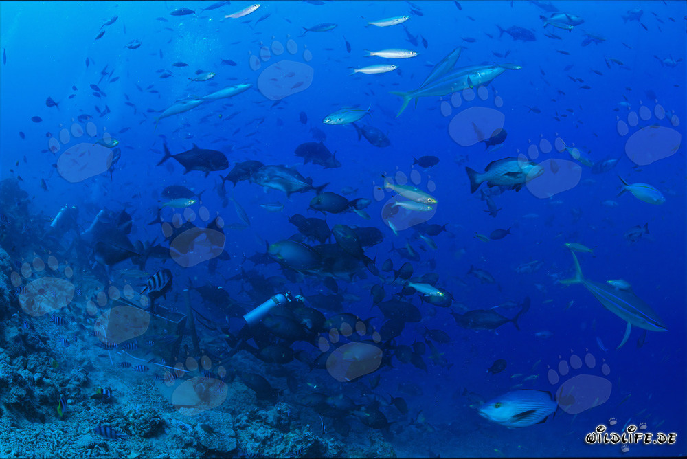 Variegata varietà di pesci allo Shark Reef a Fiji