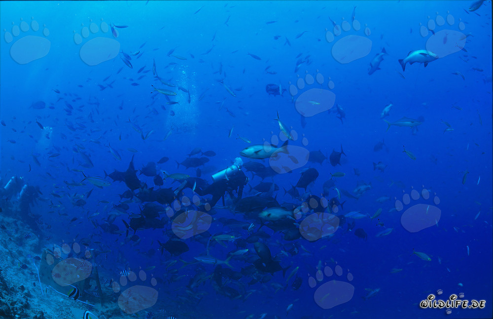 Buzo rodeado de peces de coral coloridos en el lago de Beqa, Fiji