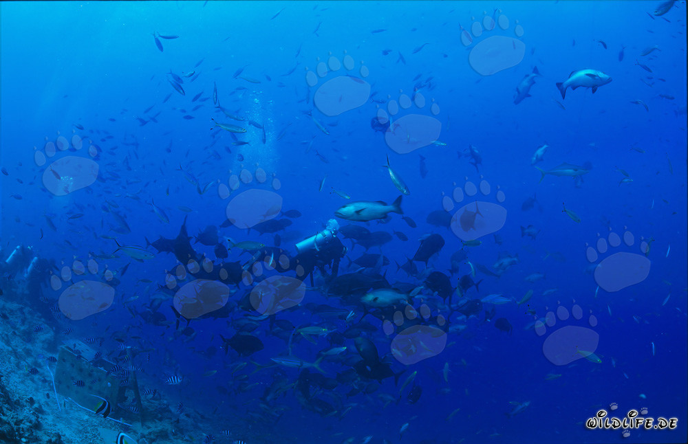 Plongeur entouré de poissons coralliens colorés dans le lagon de Beqa, Fidji