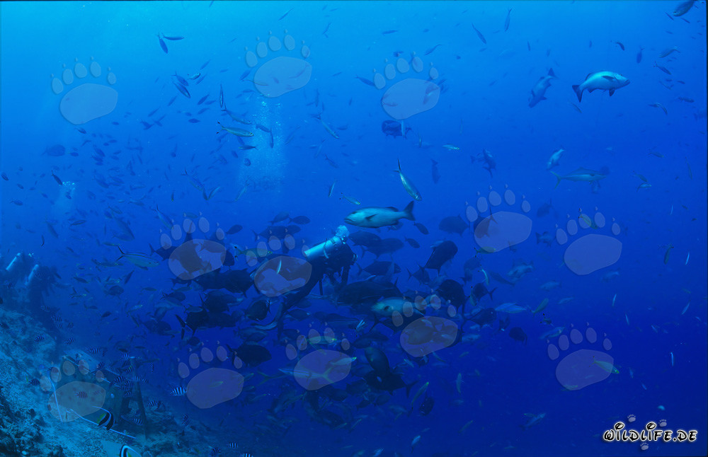 Subacqueo circondato da pesci corallini colorati nel laguna di Beqa, Figi