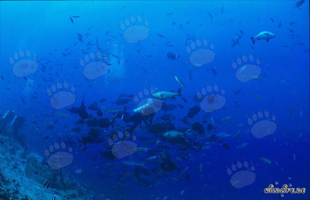 Taucher umgeben von farbenfrohen Korallenfischen in der Beqa Lagune, Fiji