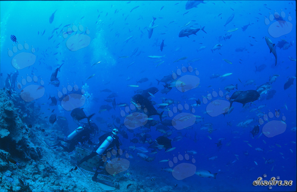 Diversité colorée des poissons au Shark Reef aux Fidji