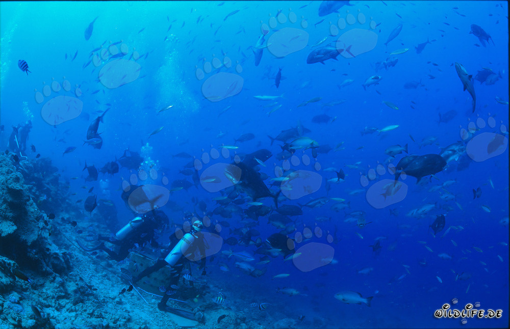 Bunte Fischvielfalt am Shark Reef in Fiji