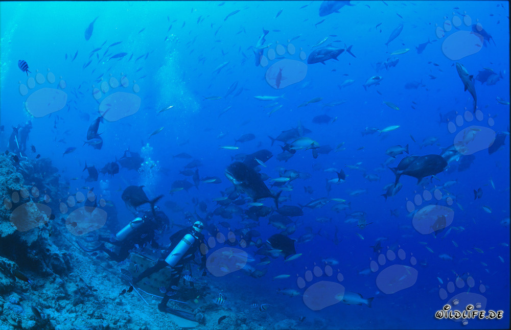 Colorful Variety of Fish at Shark Reef in Fiji
