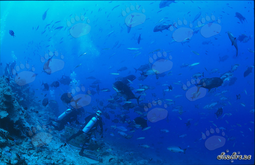 Colorata varietà di pesci allo Shark Reef alle Figi