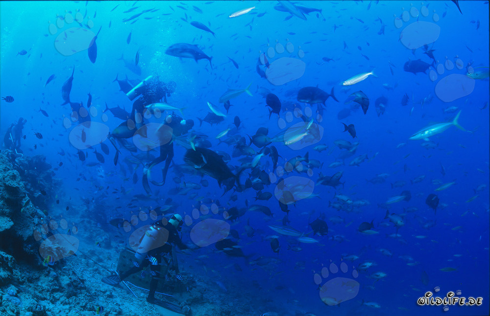 Buzo colorido rodeado de peces de coral