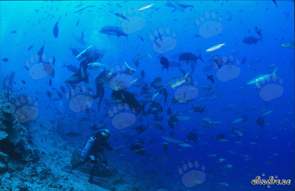 Colorful diver surrounded by coral fishes