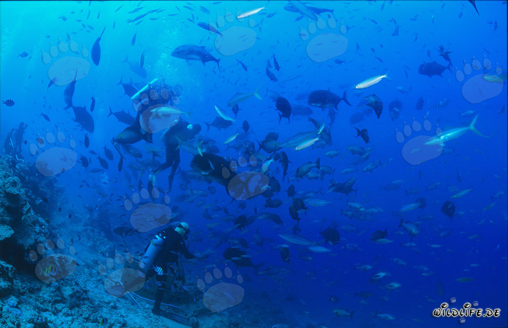 Plongeur coloré entouré de poissons coralliens