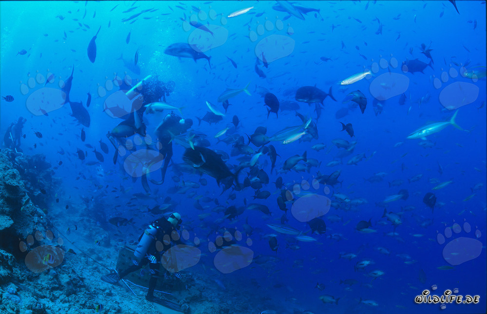Farbenfroher Taucher umgeben von Korallenfischen