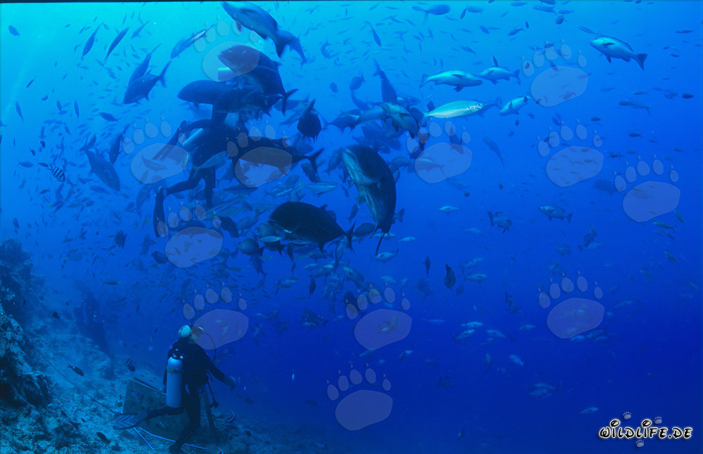 Diver observing majestic Giant Trevally fish