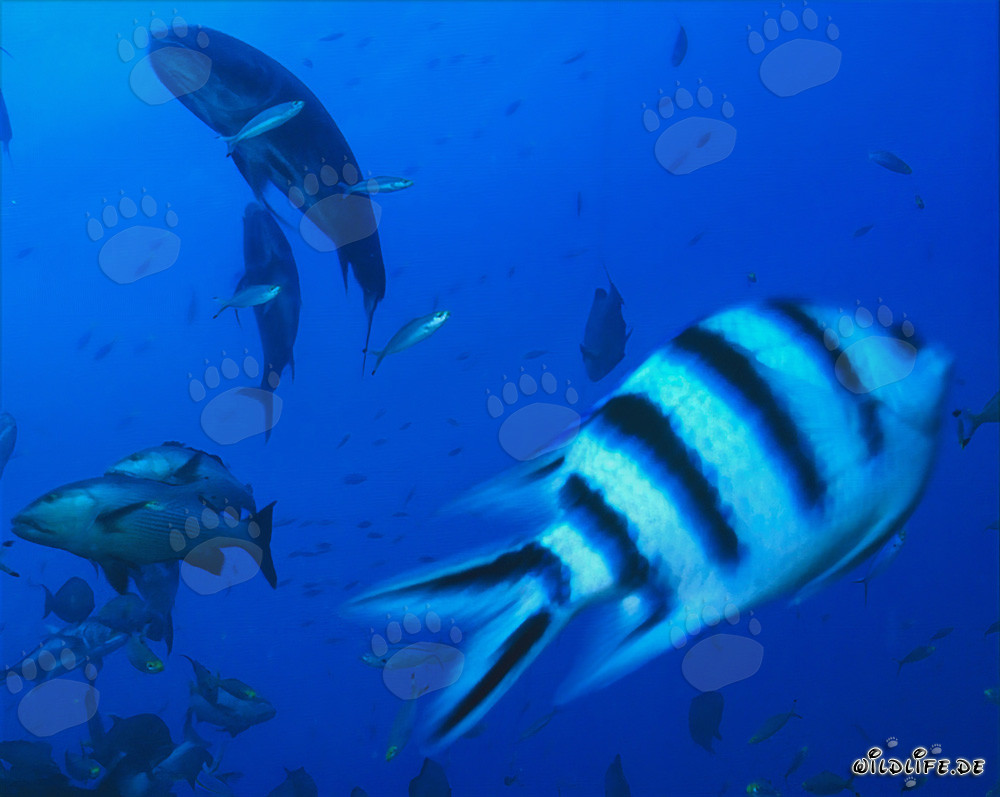 Sargento de cola de tijera impresionante y peces de arrecife coloridos bajo el agua