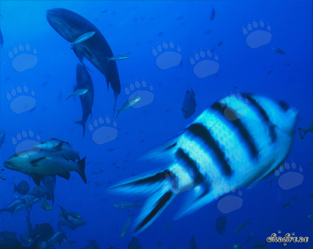 Faszinierender Scherenschwanz-Sergeant und bunte Rifffische unter Wasser