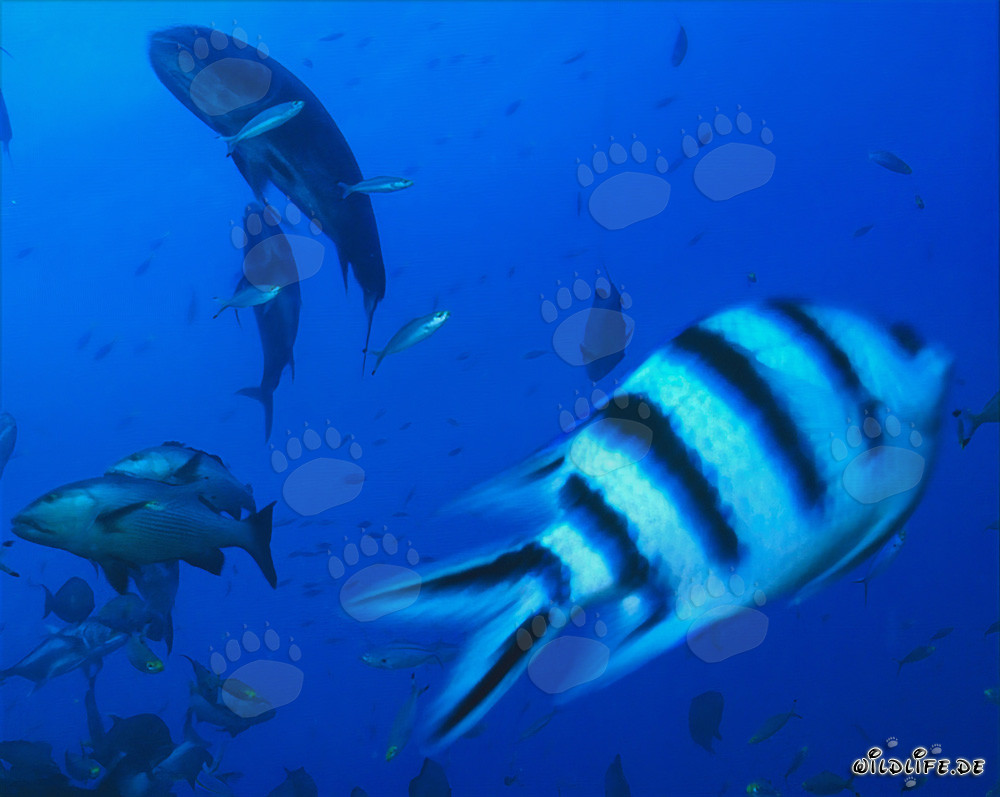 Fascinating Scissortail Sergeant and Colorful Reef Fish Underwater